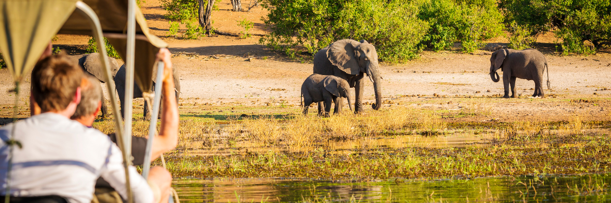 Tourist in a vehicle in Africa watching a group of Elephants in the wild